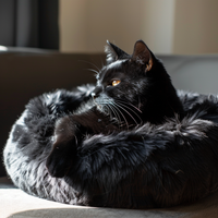 Aluria Haven™ Pet Bed